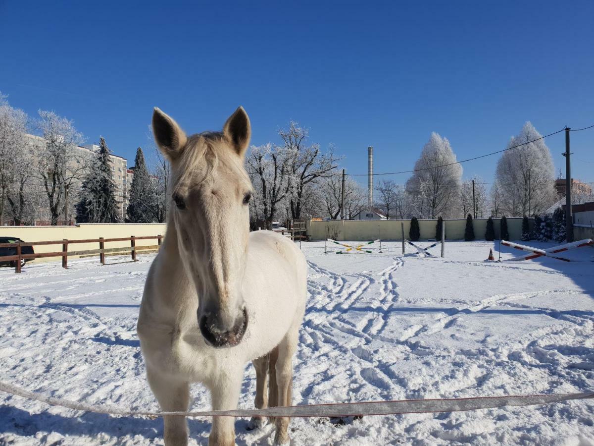 Farm Stay Nh Stables Nyrany Exterior foto